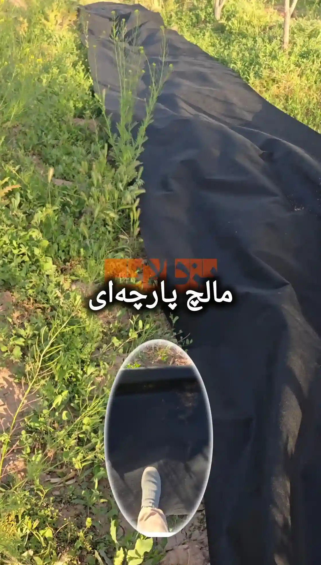 المولتش القماشي