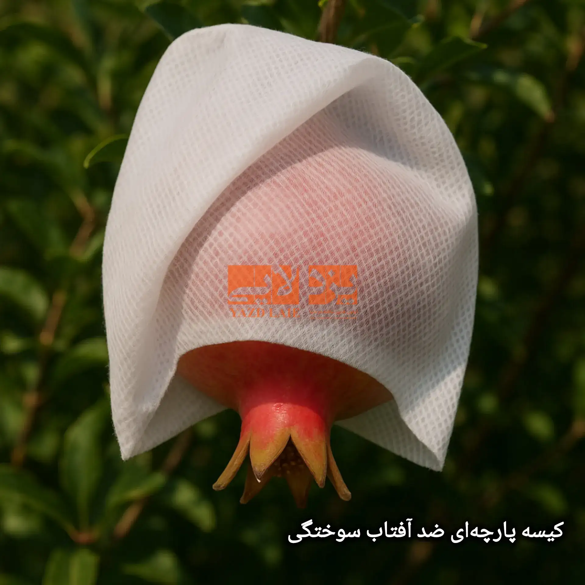 کاور ضد آفتاب سوختگی میوه انار