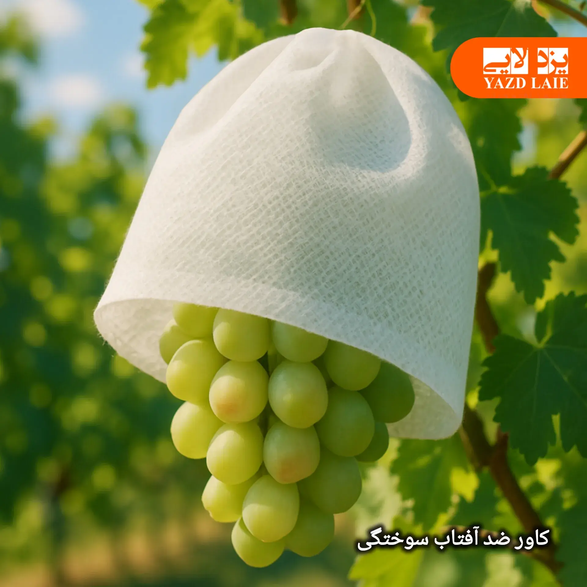 کاور ضد آفتاب سوختگی میوه انگور