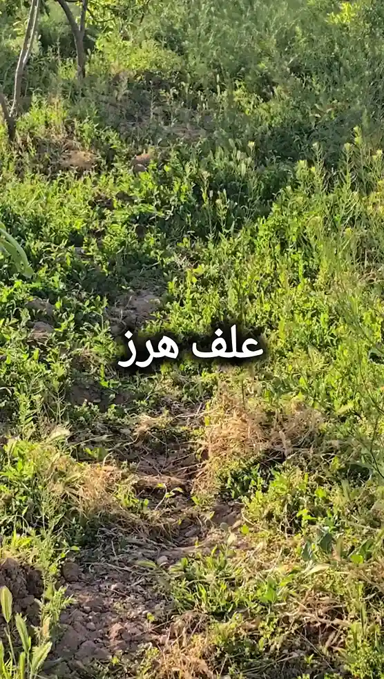 عشب ضار