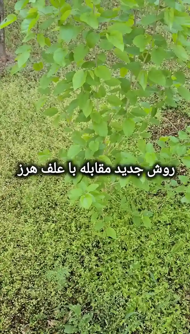 جەنگ لەگەڵ علف‌هرز